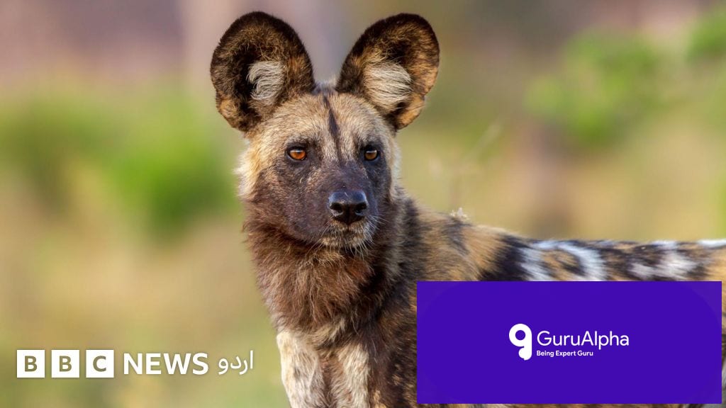 African Wild Dogs Log Record 4,000-Kilometer Journey Across Zambia to Find Mates